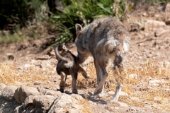 Eurasian Wolves