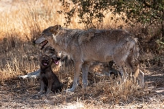 Eurasian Wolves