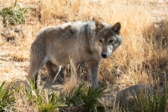 Eurasian Wolf