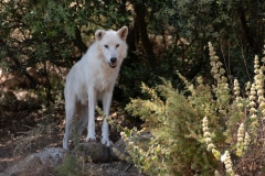 Alaskan Tundra Wolf
