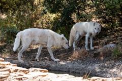Alaskan Tundra Wolves