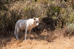 Alaskan Tundra Wolf
