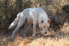 Alaskan Tundra Wolf