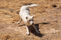 Alaskan Tundra Wolf