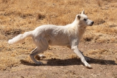 Alaskan Tundra Wolf Alaskan Tundra Wolf